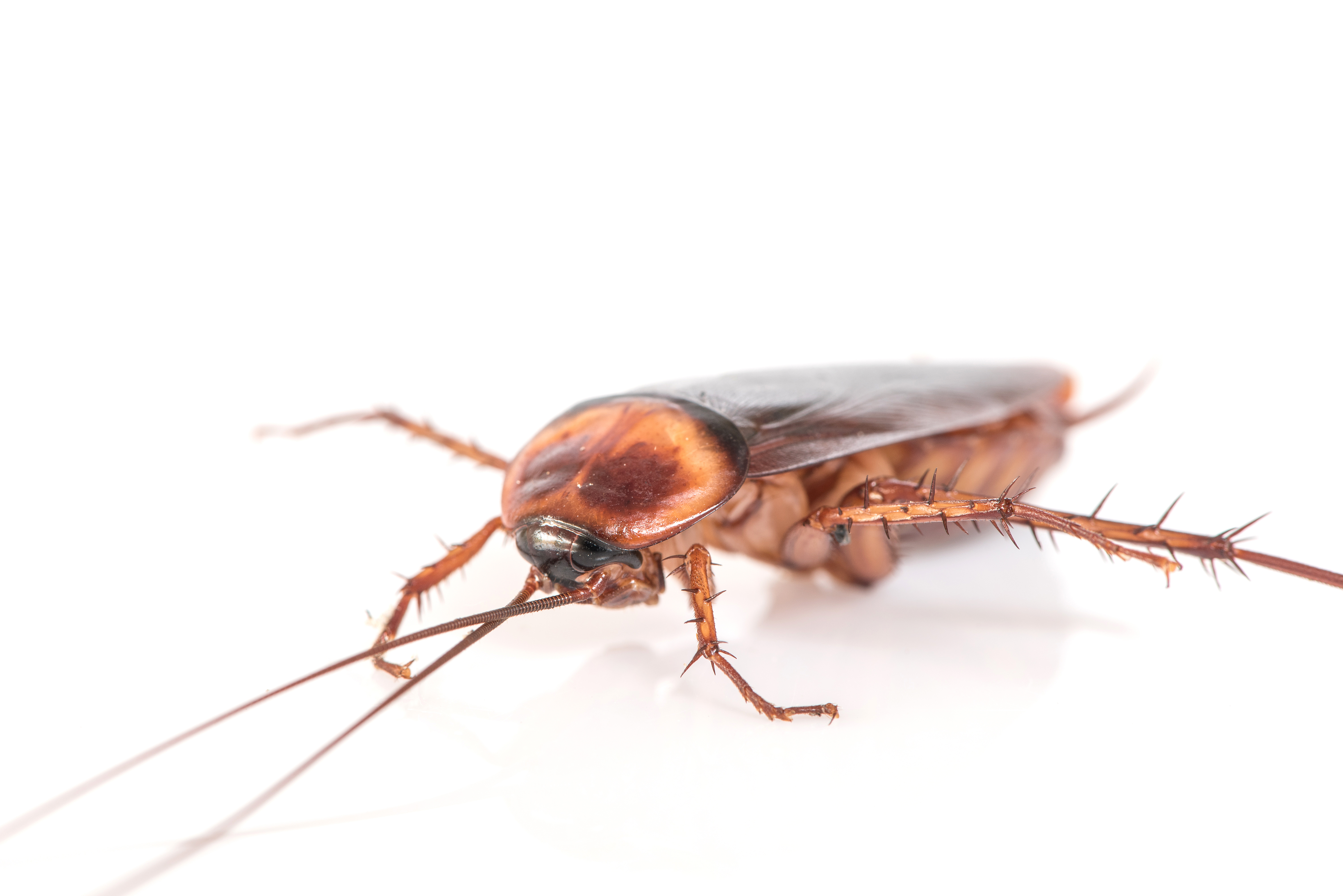 Cockroach Control